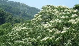 一棵开花的树朗诵视频,一场视觉与听觉的盛宴